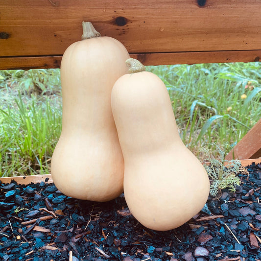 Butternut Squash