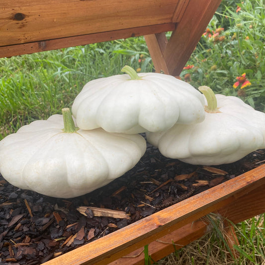 Patty Pan Squash